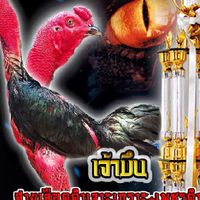 🙏ซื้อ ขาย ไก่ชนทุกสายพันธ์ 🙏