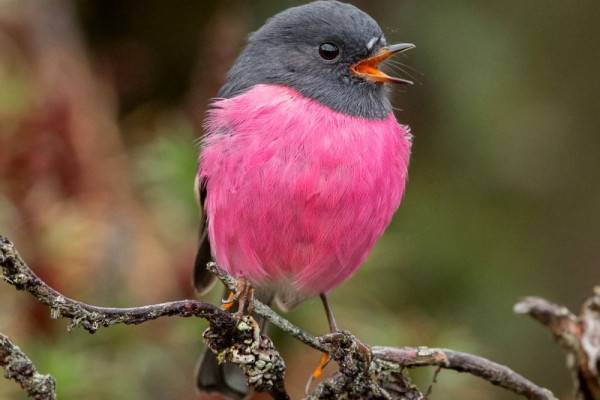 8 Burung Cantik Ini Punya Tubuh Bewarna Pink Lho Cute Banget