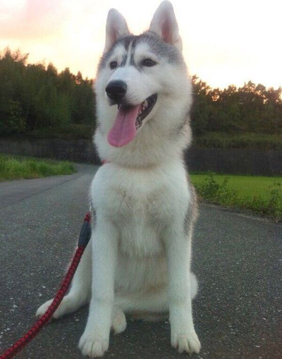 ハスキー1才 8才の写真を比較 変貌ぶりに ツッコミ