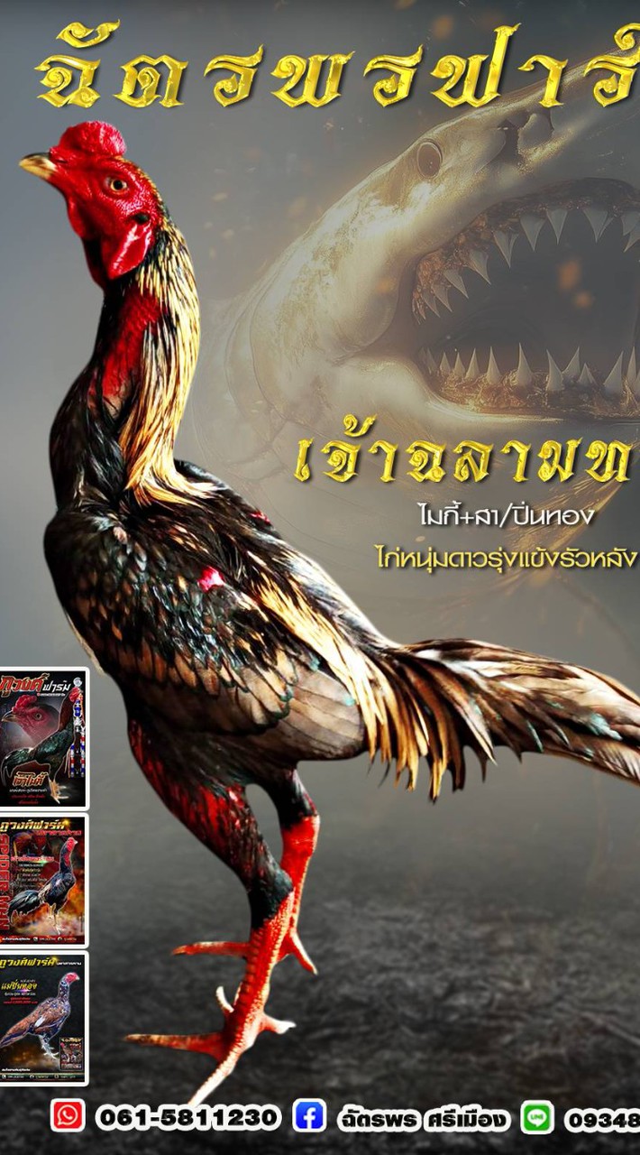 ฉัตรพร ฟาร์ม ป่าก๋อยแข้งสโล่หลัง