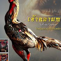 ฉัตรพร ฟาร์ม ป่าก๋อยแข้งสโล่หลัง