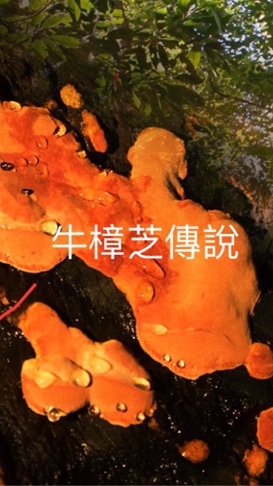 牛樟芝傳說