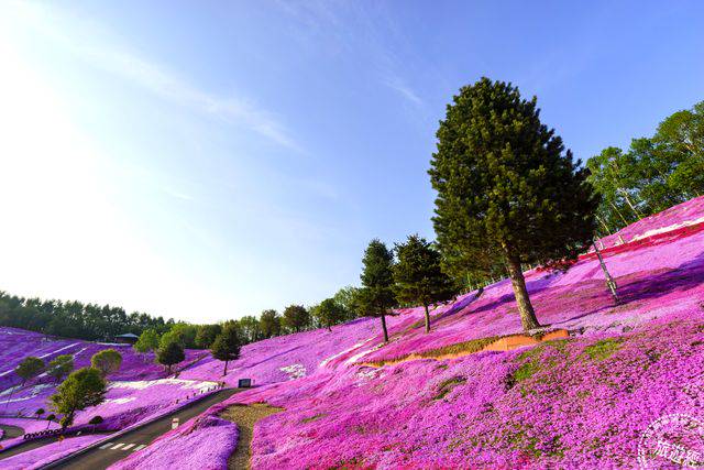 浪漫花海 北海道芝櫻繽紛登場 旅遊經 Line Today