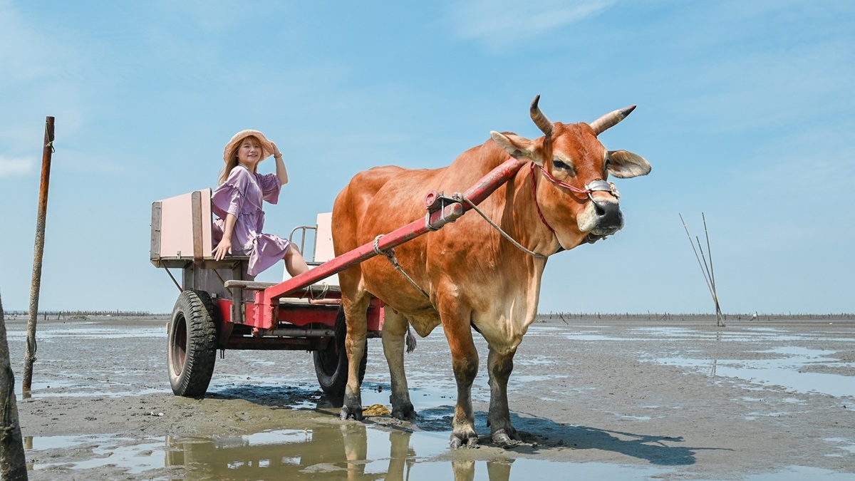 體驗全台唯一「海牛採蚵」！彰化芳苑１日遊必訪６亮點，海鮮控爽吃烤蚵大餐