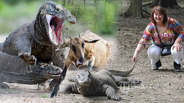 Gara Gara Nekat Lakukan Ini Turis Asal Singapura Digigit Komodo