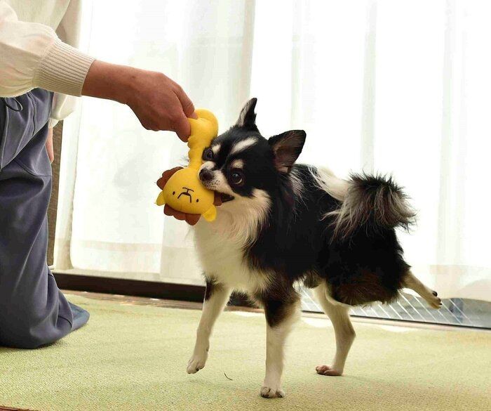 犬と一緒に寝ることをおすすめできない理由とは