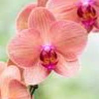 林口東湖非營利幼兒園112學年蘭花班