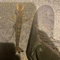 台南南區抓螃蟹🦀️、釣魚🎣（紅蟳、藍花蟹、沙公、沙母、）