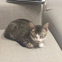 貓咪