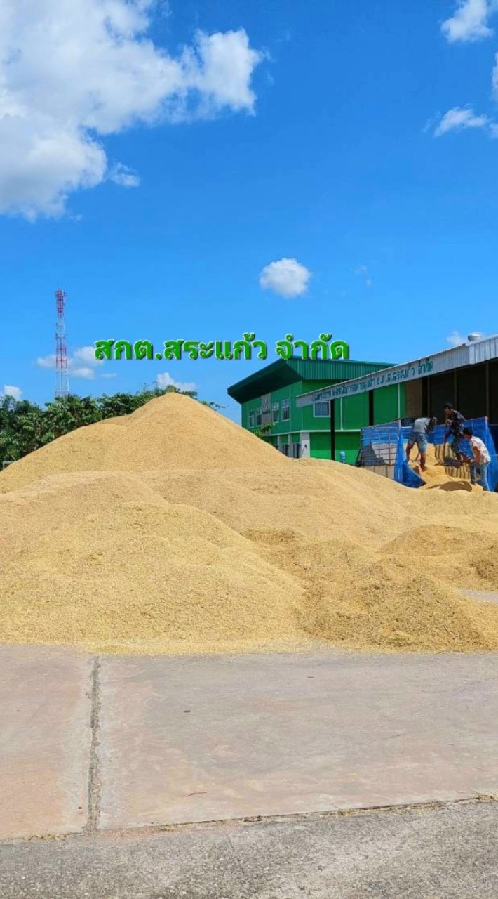 สกต.ลานรวบรวม ขายปุ๋ย-ยา(รับซื้อมันสำปะหลัง&ข้