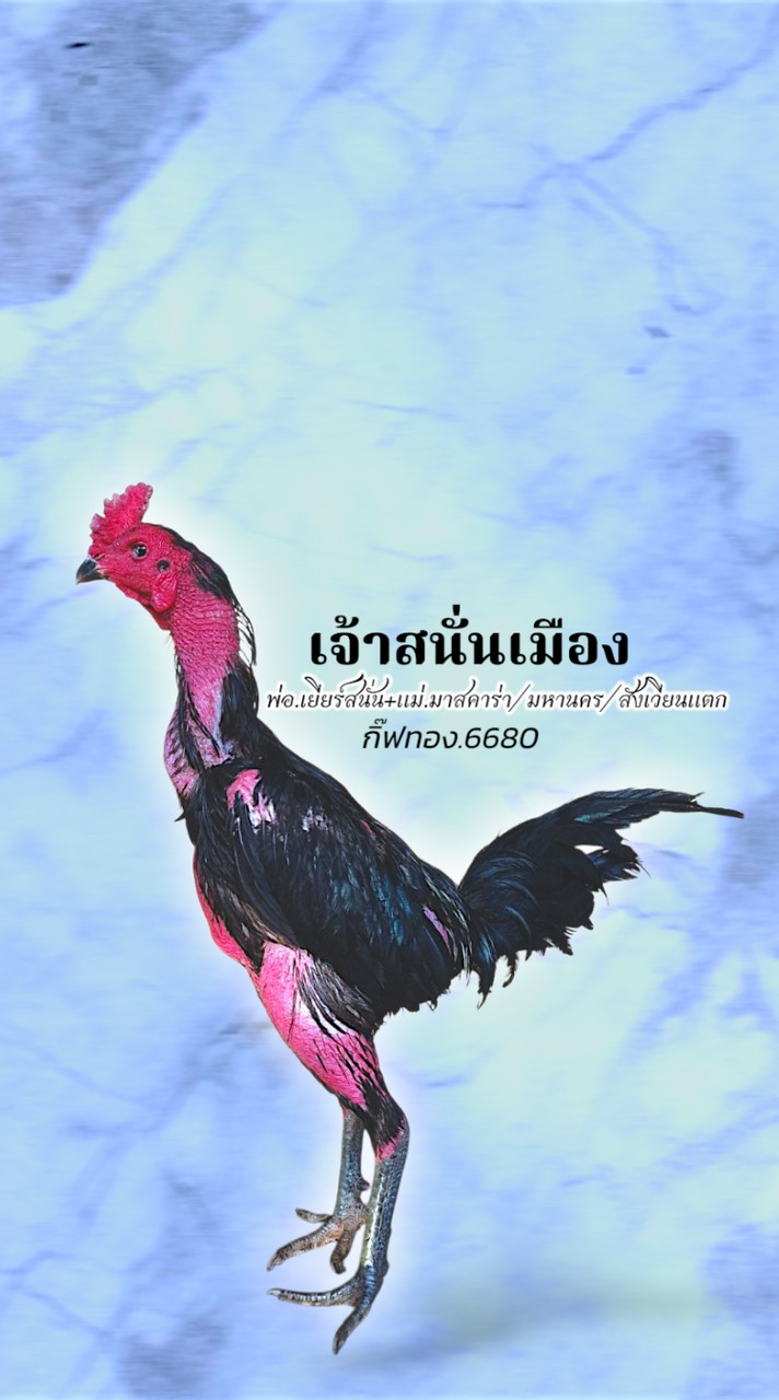 โชคทองคำ98