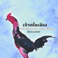 โชคทองคำ98