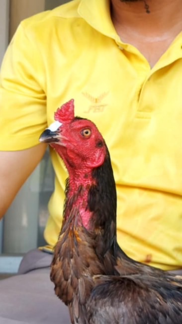 ลูกเจ้าเทารูเล็จ #เก้าแสนก.นครฟาร์ม🐓
