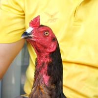 ลูกเจ้าเทารูเล็จ #เก้าแสนก.นครฟาร์ม🐓