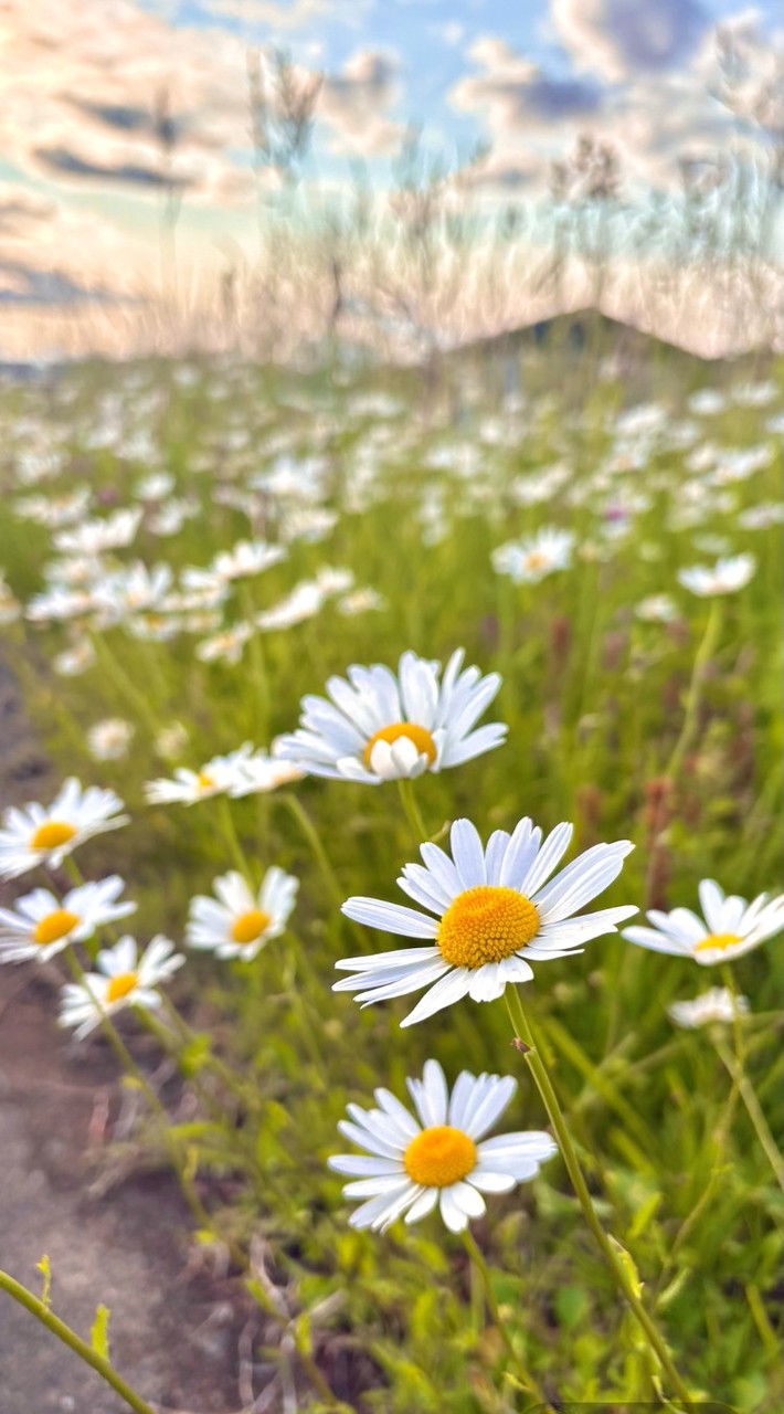🌼щ(ﾟдﾟщ)🌼あなたの楽しい雑談部屋🌼ｸﾙﾅﾗｺｰｲ🌼