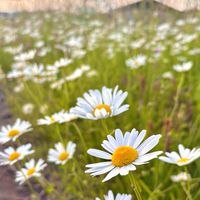 🌼щ(ﾟдﾟщ)🌼あなたの楽しい雑談部屋🌼ｸﾙﾅﾗｺｰｲ🌼