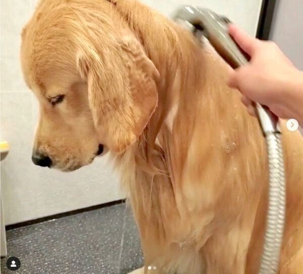 テンションだだ下がり 気持ちが顔に出やすいゴールデン