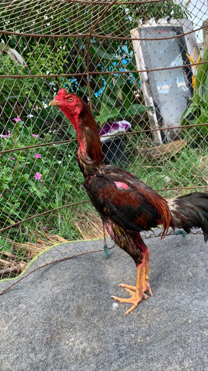 นพพลฟาร์ม จำหน่ายไก่ชนสายเลือดดี