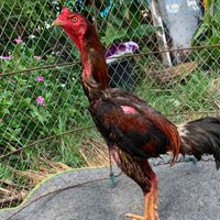 นพพลฟาร์ม จำหน่ายไก่ชนสายเลือดดี