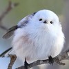 シマエナガ愛好会🕊️
