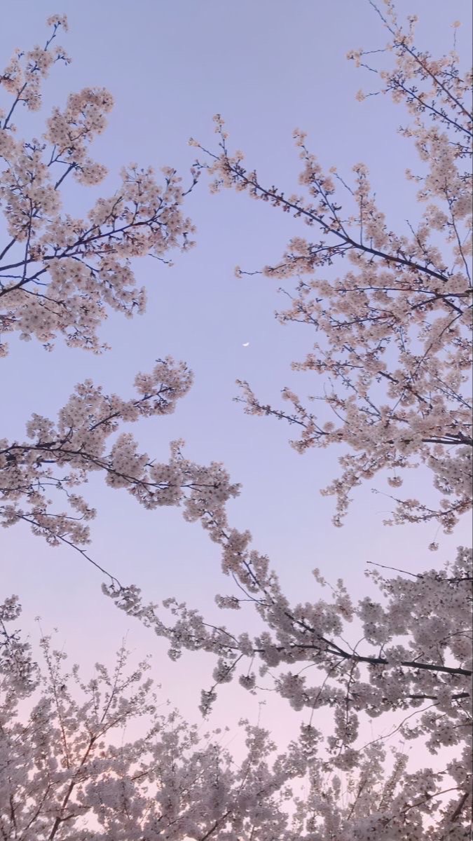 凱妮絲-寶戴夫婦