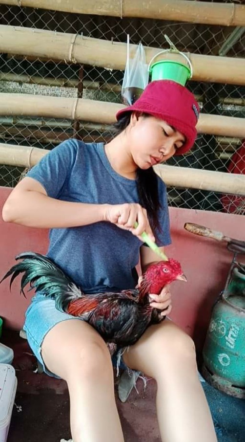 ซุ้ม. มเหศวร เพชรบุรี ขายไก่ชนคัดผ่าน ราคารากหญ้า🐓