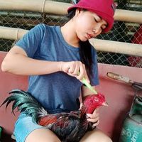 ซุ้ม. มเหศวร เพชรบุรี ขายไก่ชนคัดผ่าน ราคารากหญ้า🐓