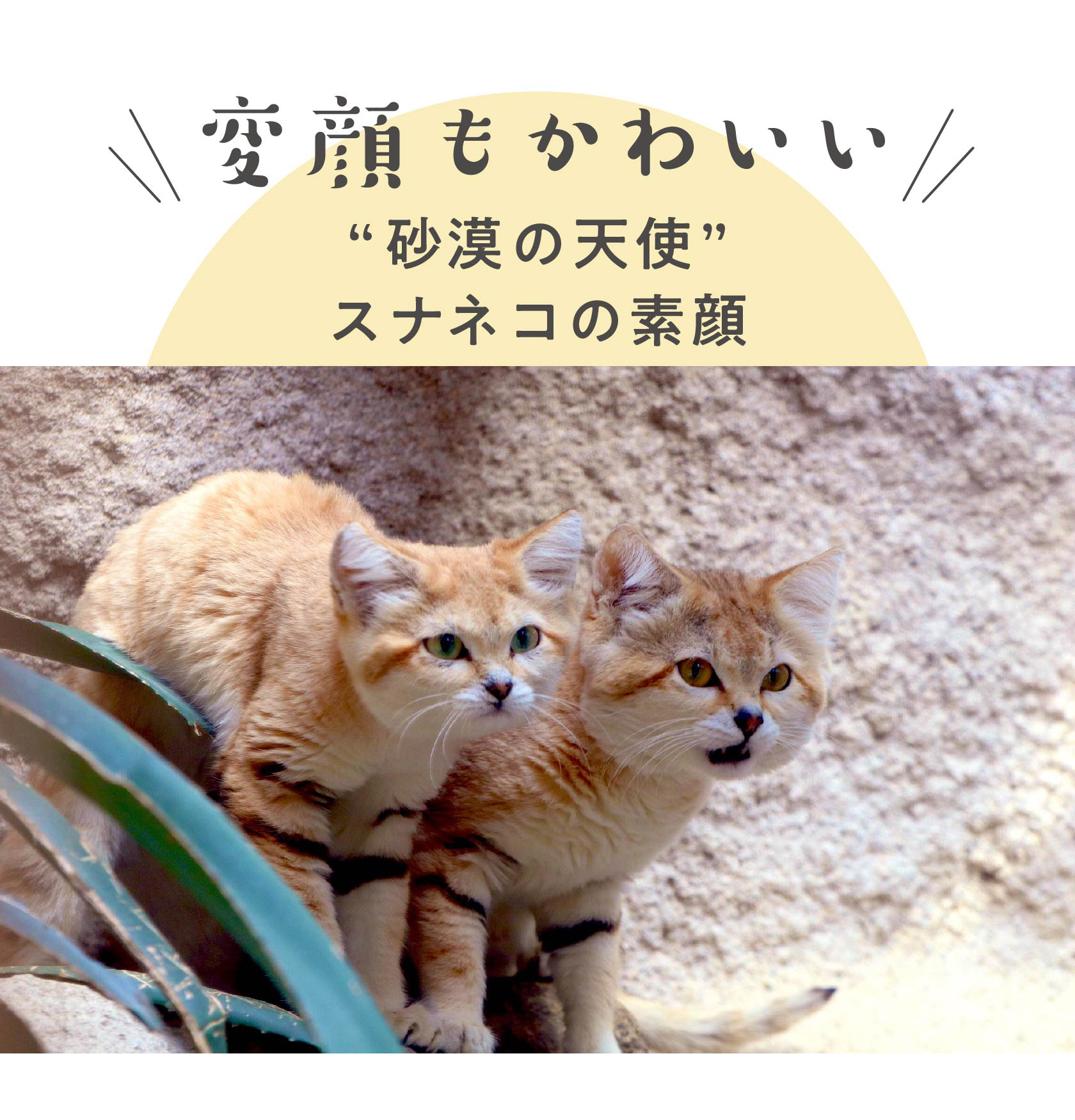 砂漠の天使 スナネコの変顔に胸キュン 貴重な素顔をキャッチ