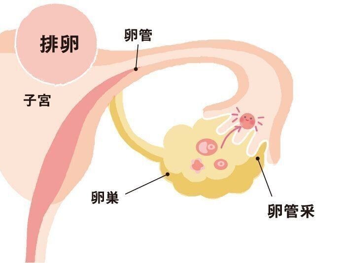 妊娠するには3つのステップが重要 妊娠 の基礎