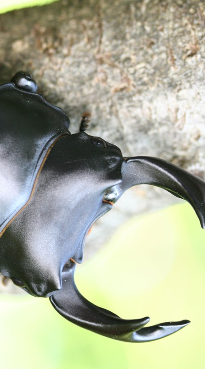 クワガタ、カブト推しあつまれぇ〜