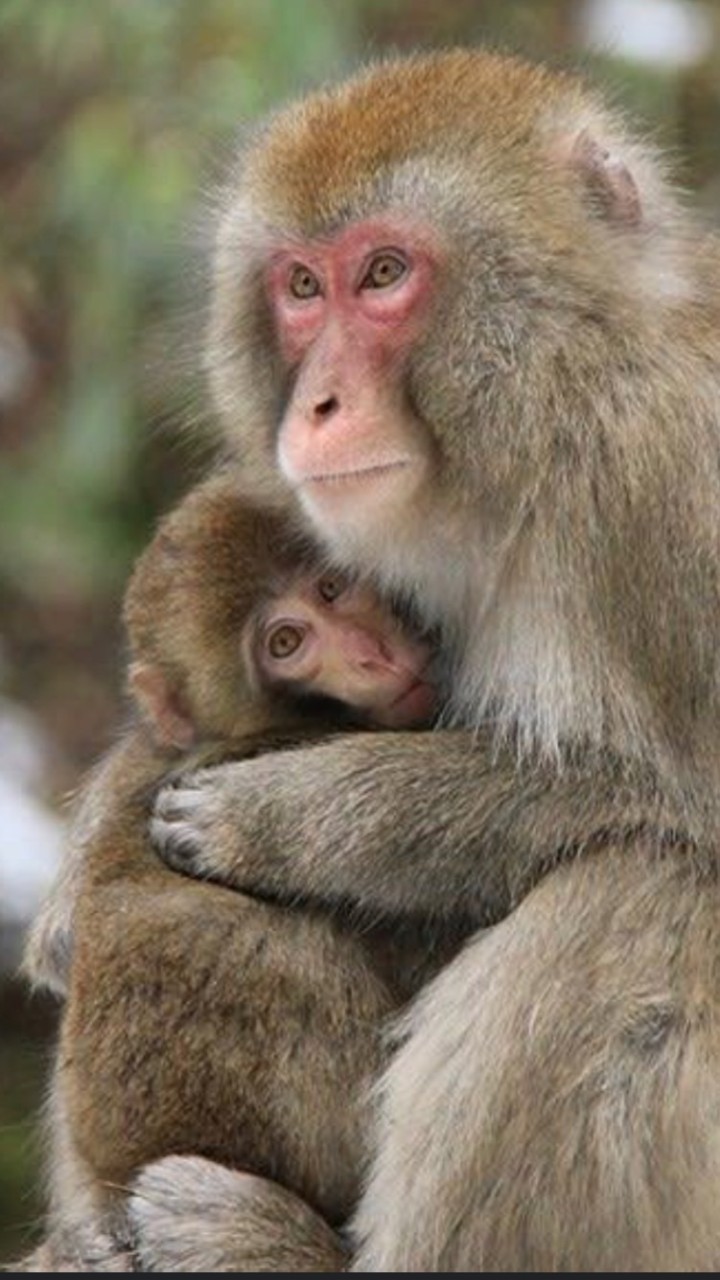 猿好き集まれ〜　ウキッ（鉄道好きオプ）🐒ウキッ