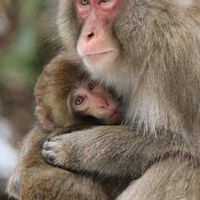 猿好き集まれ〜　ウキッ（鉄道好きオプ）🐒ウキッ