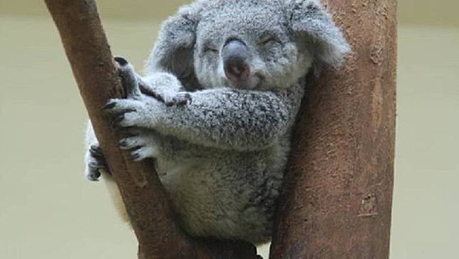 Koala Terancam Punah Akibat Kebakaran Hutan Australia Mediariau Com