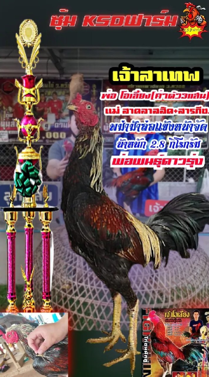 🐓KSD.ฟาร์ม🐓