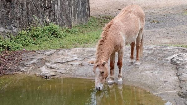 【台北景點】台北市立動物園-逛一整天也逛不完的必去景點！大朋友小朋友最適合的親子旅遊