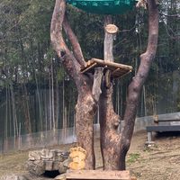 （韓國—寶家族）+（對岸—福寶+眾熊貓寶貝）+（啥都有）
