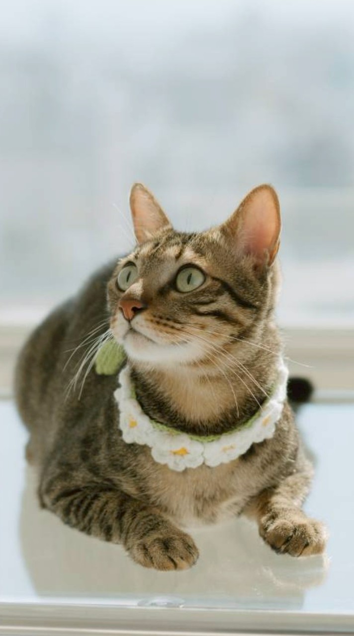 Rich Pet會員專屬社群