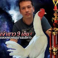 ซุ้มไก่กระสอบ🐎พม่าเยียร์💯