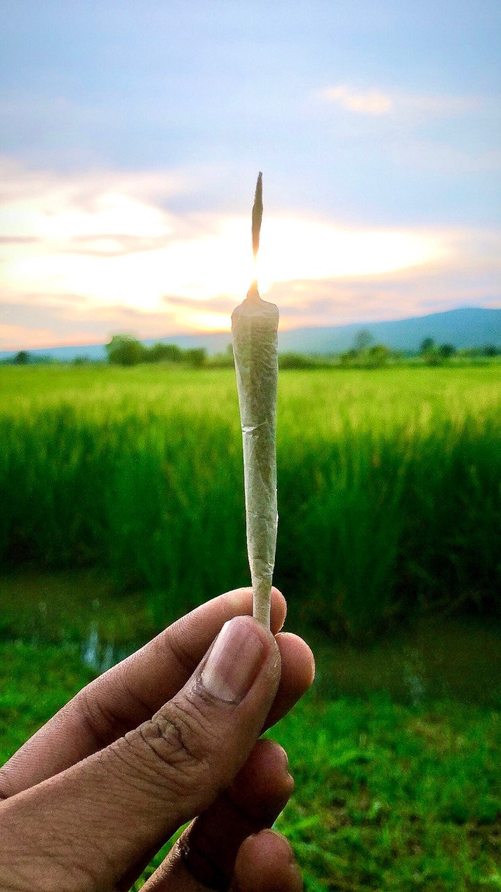 OpenChat Mr.MeeWeeD กัญชาชัยภูมิ🥦🌤️🚀