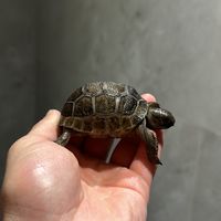精品龜群