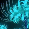 月下彼岸花