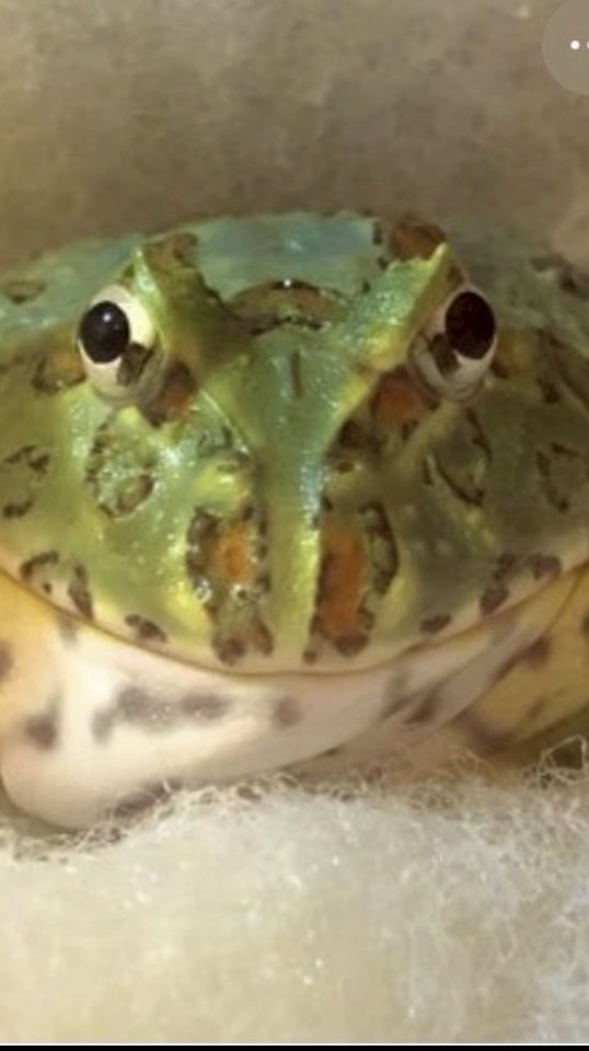 ツノガエル好き交流の場
