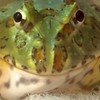 ツノガエル好き交流の場