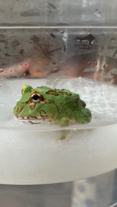 ツノガエル好き交流の場