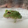 ツノガエル好き交流の場