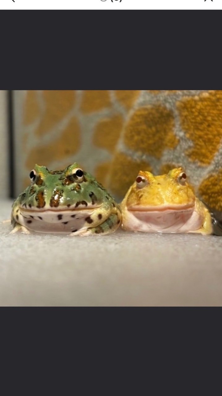 ツノガエル好き交流の場
