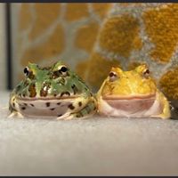 ツノガエル好き交流の場