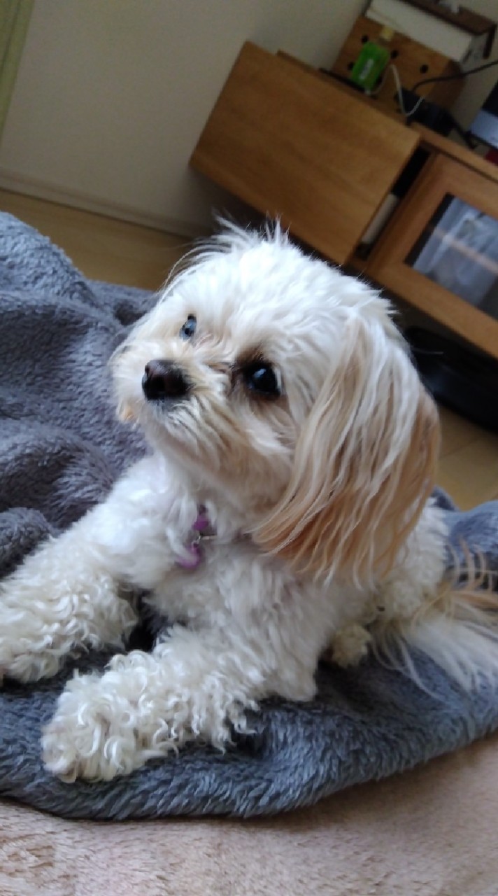 ミックス犬飼っている人ミックス犬好きな人集まって🐕