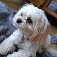 ミックス犬飼っている人ミックス犬好きな人集まって🐕