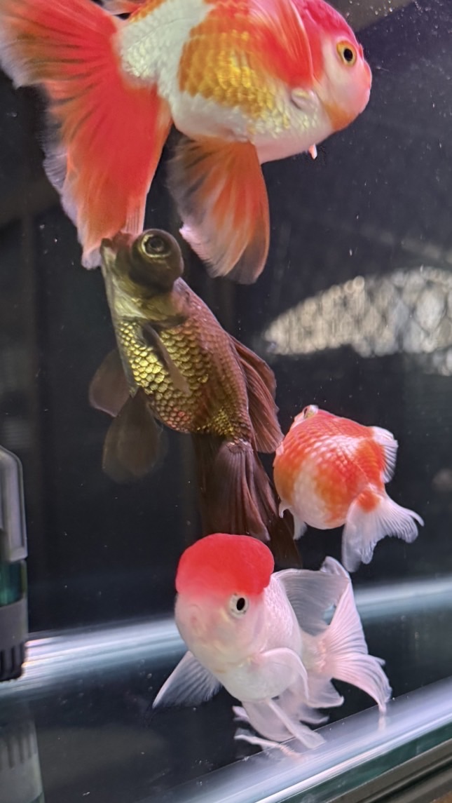 台南水族設備現貨買賣